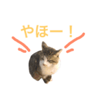 にゃんのほのぼのスタンプ（個別スタンプ：37）