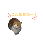 にゃんのほのぼのスタンプ（個別スタンプ：38）