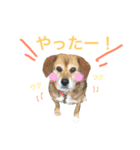 にゃんのほのぼのスタンプ（個別スタンプ：39）