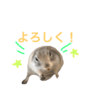 にゃんのほのぼのスタンプ（個別スタンプ：40）