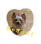 ヨーキーのカノンスタンプ♡その壱（個別スタンプ：3）