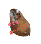 ヨーキーのカノンスタンプ♡その壱（個別スタンプ：4）