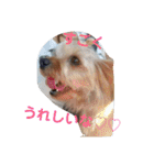 ヨーキーのカノンスタンプ♡その壱（個別スタンプ：8）