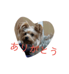 ヨーキーのカノンスタンプ♡その壱（個別スタンプ：11）