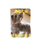 ヨーキーのカノンスタンプ♡その壱（個別スタンプ：17）
