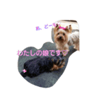 ヨーキーのカノンスタンプ♡その壱（個別スタンプ：21）