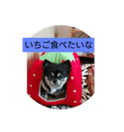 くうちゃんたちのつぶやき（個別スタンプ：1）