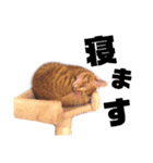 じょーこて（個別スタンプ：14）
