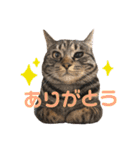 使えるにゃんこ（個別スタンプ：2）