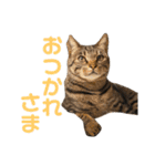 使えるにゃんこ（個別スタンプ：4）
