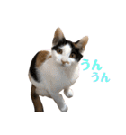 使えるにゃんこ（個別スタンプ：8）