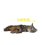 使えるにゃんこ（個別スタンプ：9）