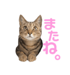 使えるにゃんこ（個別スタンプ：10）