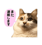 使えるにゃんこ（個別スタンプ：14）