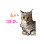 使えるにゃんこ（個別スタンプ：16）