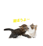 使えるにゃんこ（個別スタンプ：37）