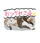くるちゃこ。（個別スタンプ：1）