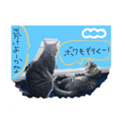 くるちゃこ。（個別スタンプ：5）