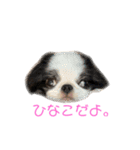 ひなこ(狆）（個別スタンプ：1）