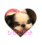 ひなこ(狆）（個別スタンプ：2）