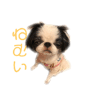 ひなこ(狆）（個別スタンプ：3）