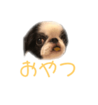 ひなこ(狆）（個別スタンプ：6）