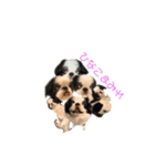ひなこ(狆）（個別スタンプ：15）