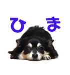 vivaのんのん（1）（個別スタンプ：15）