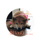 きなこ、もなかモデルスタンプ（個別スタンプ：1）