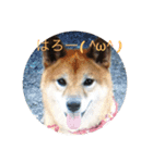 きなこ、もなかモデルスタンプ（個別スタンプ：3）