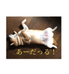 きなこ、もなかモデルスタンプ（個別スタンプ：8）