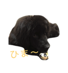 ニューファンドランド犬ハンナ2（個別スタンプ：2）