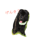 ニューファンドランド犬ハンナ2（個別スタンプ：5）