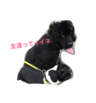 ニューファンドランド犬ハンナ2（個別スタンプ：7）
