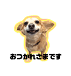 MIX犬たぁ坊★（個別スタンプ：1）