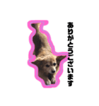 MIX犬たぁ坊★（個別スタンプ：2）