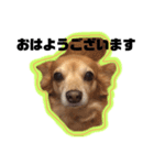 MIX犬たぁ坊★（個別スタンプ：4）