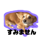 MIX犬たぁ坊★（個別スタンプ：5）