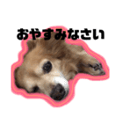 MIX犬たぁ坊★（個別スタンプ：6）