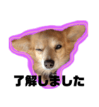 MIX犬たぁ坊★（個別スタンプ：7）