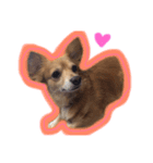 MIX犬たぁ坊★（個別スタンプ：8）