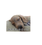 小太郎くんスタンプ（個別スタンプ：8）