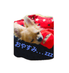チワワのラズくんスタンプ（個別スタンプ：1）