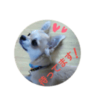 チワワのラズくんスタンプ（個別スタンプ：6）