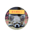 チワワのラズくんスタンプ（個別スタンプ：8）
