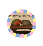 コザクラインコ 他にもいっぱい（個別スタンプ：5）