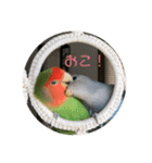 コザクラインコ 他にもいっぱい（個別スタンプ：23）