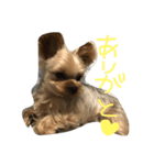我が家のぼす（個別スタンプ：2）