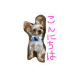 我が家のぼす（個別スタンプ：3）
