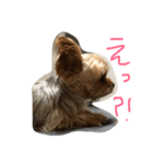 我が家のぼす（個別スタンプ：6）